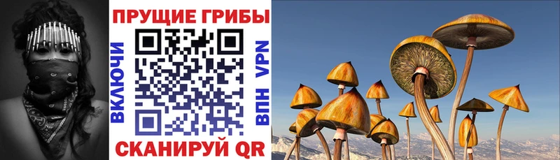 купить закладку  Галич  MEGA ССЫЛКА  Псилоцибиновые грибы MAGIC MUSHROOMS 